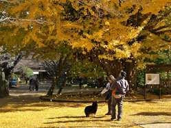 茨城県の紅葉スポット情報 名所 見頃 紅葉特集 1ページ目 いつもnavi