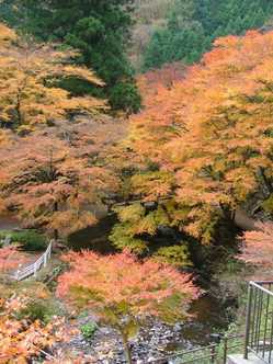 小山 佐野 足利の紅葉スポット情報 名所 見頃 紅葉特集2020 いつもnavi