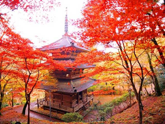 高源寺 兵庫県 丹波篠山 西脇 の紅葉情報 紅葉特集 ドコモ地図ナビ