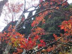 熊本県の紅葉スポット情報 名所 見頃 紅葉特集 1ページ目 いつもnavi