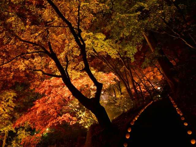 東郷公園 秩父御嶽神社 埼玉県 川越 所沢 森林公園 の紅葉情報 紅葉特集19 ドコモ地図ナビ