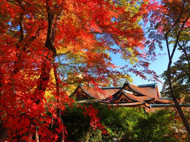 北野天満宮 史跡 御土居もみじ苑 京都府 二条城 京都御苑 の紅葉情報 紅葉特集 ドコモ地図ナビ