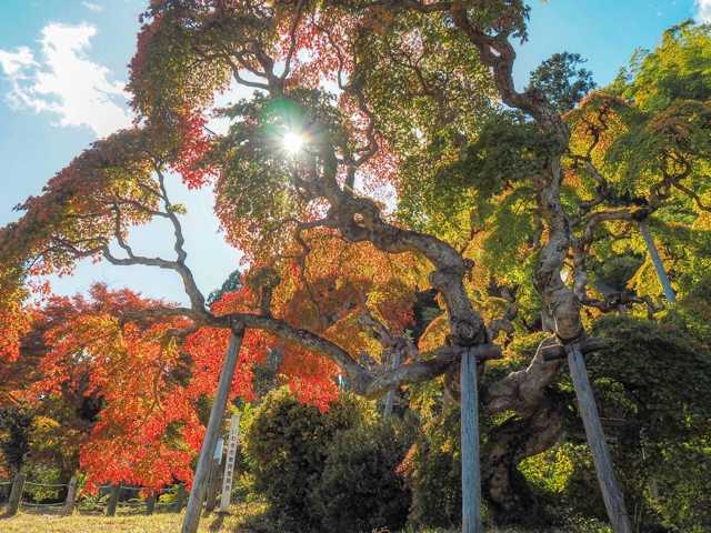 中釜戸のシダレモミジ 福島県 いわき 相馬 の紅葉情報 紅葉特集 ドコモ地図ナビ