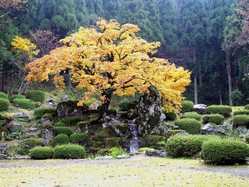 福井県の紅葉スポット情報 名所 見頃 紅葉特集 1ページ目 いつもnavi