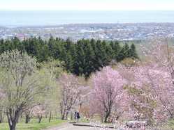 網走 北見 紋別の桜が見頃な花見スポット 見頃情報 開花予想 桜 お花見特集21 1ページ目 いつもnavi