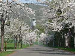 北海道の桜が見頃な花見スポット 見頃情報 開花予想 桜 お花見特集21 1ページ目 いつもnavi