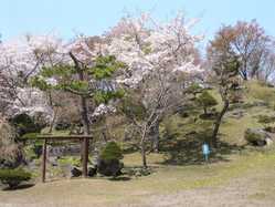 室蘭 登別 苫小牧 えりもの桜が見頃な花見スポット 見頃情報 開花予想 桜 お花見特集21 1ページ目 いつもnavi