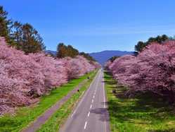 室蘭 登別 苫小牧 えりもの桜が見頃な花見スポット 見頃情報 開花予想 桜 お花見特集21 1ページ目 いつもnavi