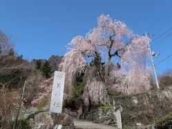 群馬県の桜が見頃な花見スポット 見頃情報 開花予想 桜 お花見特集21 1ページ目 いつもnavi