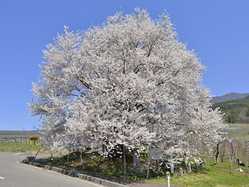 志賀高原 飯山の桜が見頃な花見スポット 見頃情報 開花予想 桜 お花見特集21 1ページ目 いつもnavi