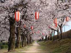 富山県常願寺川公園の桜の開花 見頃情報 花見特集 21 ゼンリンいつもnavi