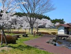 宮城県の桜が見頃な花見スポット 見頃情報 開花予想 桜 お花見特集21 1ページ目 いつもnavi