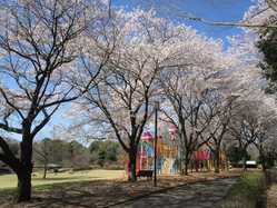 栃木県の桜が見頃な花見スポット 見頃情報 開花予想 桜 お花見特集21 1ページ目 いつもnavi