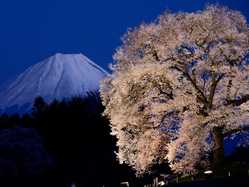 山梨県夜桜 ライトアップのある花見スポット 見頃情報 開花予想 21 1ページ目 ゼンリンいつもnavi