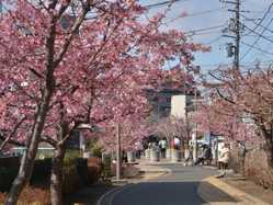 神奈川県の桜が見頃な花見スポット 見頃情報 開花予想 桜 お花見特集21 1ページ目 いつもnavi