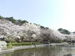 塩原 大田原周辺の桜が見頃な花見スポット 見頃情報 開花予想 桜 お花見特集21 1ページ目 いつもnavi