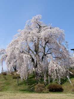 米沢の桜が見頃な花見スポット 見頃情報 開花予想 桜 お花見特集21 1ページ目 いつもnavi