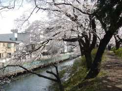 群馬県夜桜 ライトアップのある花見スポット 見頃情報 開花予想 21 1ページ目 ゼンリンいつもnavi