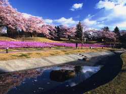 栃木県の桜が見頃な花見スポット 見頃情報 開花予想 桜 お花見特集21 1ページ目 いつもnavi