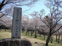 茨城県の桜が見頃な花見スポット 見頃情報 開花予想 桜 お花見特集21 1ページ目 いつもnavi