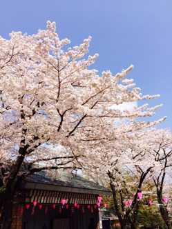 海老名 厚木周辺の桜が見頃な花見スポット 見頃情報 開花予想 桜 お花見特集21 1ページ目 いつもnavi