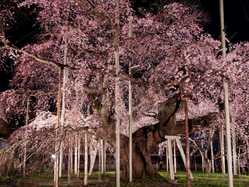 取手 つくばの桜が見頃な花見スポット 見頃情報 開花予想 桜 お花見特集21 1ページ目 いつもnavi