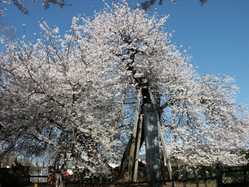 埼玉県の桜が見頃な花見スポット 見頃情報 開花予想 桜 お花見特集21 1ページ目 いつもnavi