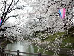 太田 館林の桜が見頃な花見スポット 見頃情報 開花予想 桜 お花見特集21 1ページ目 いつもnavi