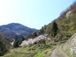 山の神千本桜の桜の開花 見頃情報 花見特集 21 ゼンリンいつもnavi