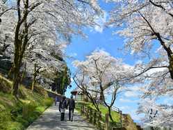 神奈川県の桜が見頃な花見スポット 見頃情報 開花予想 桜 お花見特集21 1ページ目 いつもnavi