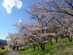 小山 佐野 足利の桜が見頃な花見スポット 見頃情報 開花予想 桜 お花見特集21 1ページ目 いつもnavi