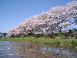 青梅 福生 奥多摩の桜が見頃な花見スポット 見頃情報 開花予想 桜 お花見特集21 1ページ目 いつもnavi