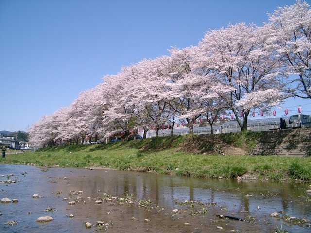 塩田耕地堤の桜の桜の開花 見頃情報 花見特集21 いつもnavi