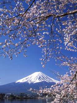 山梨県夜桜 ライトアップのある花見スポット 見頃情報 開花予想 21 1ページ目 ゼンリンいつもnavi