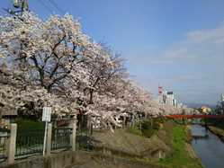 鳥取県の桜が見頃な花見スポット 見頃情報 開花予想 桜 お花見特集22 1ページ目 いつもnavi