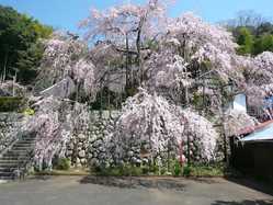 吉田のしだれ桜の桜の開花 見頃情報 花見特集 21 ゼンリンいつもnavi