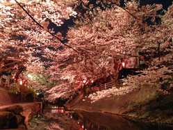 岐阜県の桜が見頃な花見スポット 見頃情報 開花予想 桜 お花見特集21 1ページ目 いつもnavi