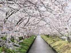 焼津 藤枝 志太の桜が見頃な花見スポット 見頃情報 開花予想 桜 お花見特集21 1ページ目 いつもnavi