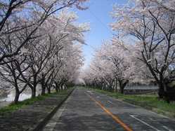 三重県の桜が見頃な花見スポット 見頃情報 開花予想 桜 お花見特集21 1ページ目 いつもnavi