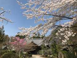 滋賀県の桜が見頃な花見スポット 見頃情報 開花予想 桜 お花見特集21 1ページ目 いつもnavi