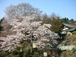 滋賀県の桜が見頃な花見スポット 見頃情報 開花予想 桜 お花見特集21 1ページ目 いつもnavi