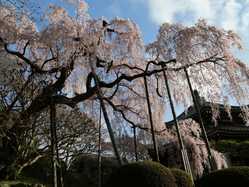 洛西 嵐山 桂の桜が見頃な花見スポット 見頃情報 開花予想 桜 お花見特集21 1ページ目 いつもnavi