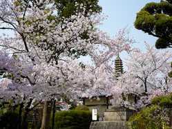 奈良県の桜が見頃な花見スポット 見頃情報 開花予想 桜 お花見特集21 1ページ目 いつもnavi