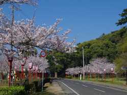 香川県の桜が見頃な花見スポット 見頃情報 開花予想 桜 お花見特集21 1ページ目 いつもnavi