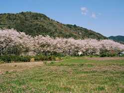 高知県の桜が見頃な花見スポット 見頃情報 開花予想 桜 お花見特集22 1ページ目 いつもnavi