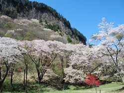 奈良中部の桜が見頃な花見スポット 見頃情報 開花予想 桜 お花見特集21 1ページ目 いつもnavi