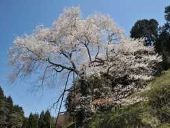 岡山県の桜が見頃な花見スポット 見頃情報 開花予想 桜 お花見特集21 1ページ目 いつもnavi