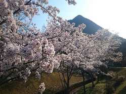 滋賀県の桜が見頃な花見スポット 見頃情報 開花予想 桜 お花見特集21 1ページ目 いつもnavi