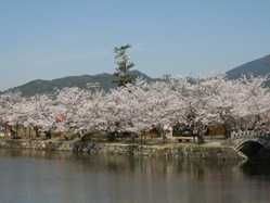 佐賀県夜桜 ライトアップのある花見スポット 見頃情報 開花予想 21 1ページ目 ゼンリンいつもnavi