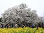 熊本の夜桜 ライトアップのある花見スポット 見頃情報 開花予想 いつもnavi